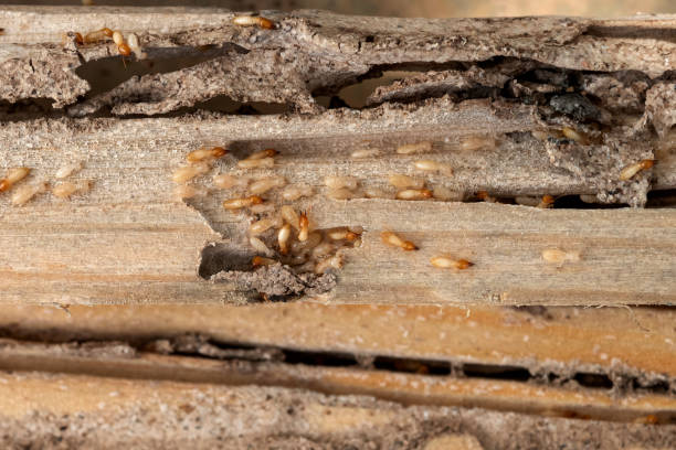 Best Termite Control Services  in Thomaston, GA